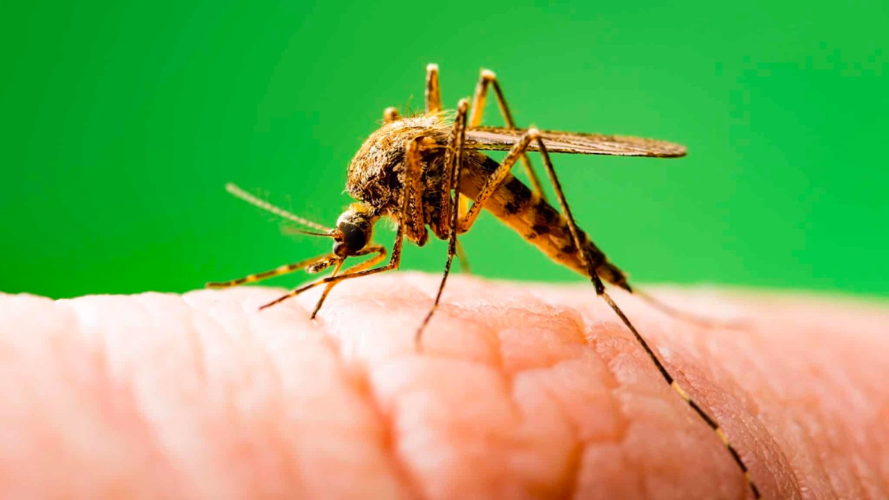 Şinasi Kaya: Sivrisineklerin Tamamen Yok Olması Halinde Doğada Meydana Gelebilecek Şeyler 7