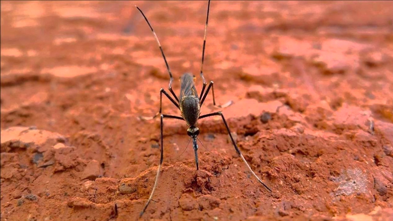 Şinasi Kaya: Sivrisineklerin Tamamen Yok Olması Halinde Doğada Meydana Gelebilecek Şeyler 9