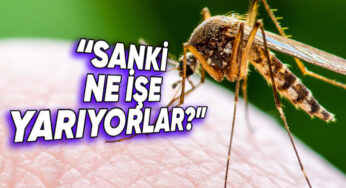 Sivrisineklerin Tamamen Yok Olması Halinde Doğada Meydana Gelebilecek Şeyler