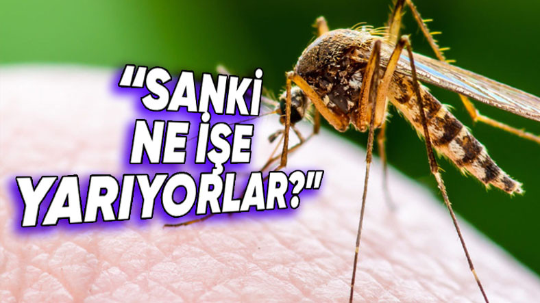 Şinasi Kaya: Sivrisineklerin Tamamen Yok Olması Halinde Doğada Meydana Gelebilecek Şeyler 11