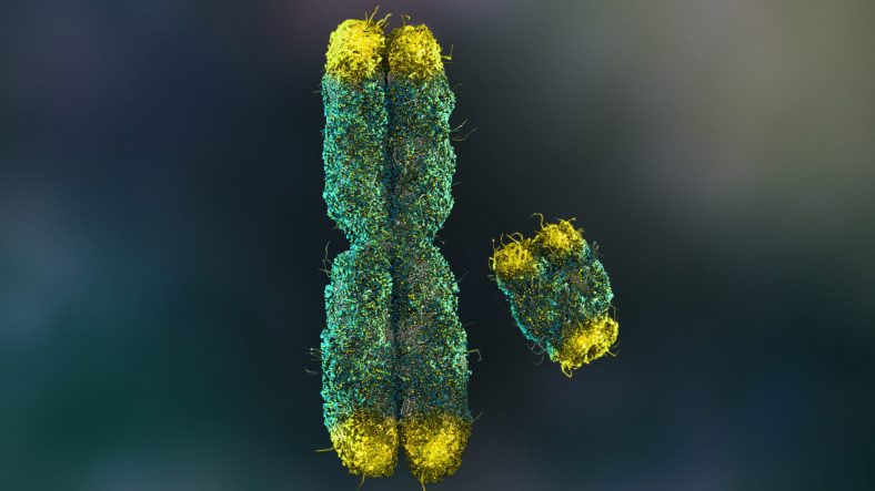 Meral Erden: Cinsiyetimizi Belirleyen Y Kromozomunun Genetik Kodu, İlk Kez Baştan Sona Haritalandırıldı 1