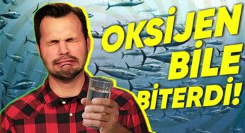 Dünya’daki Tüm Okyanus, Deniz ve Göller İçme Suyuna Dönüşseydi Nolurdu? Emin Olun, Hiç İstemezdiniz!