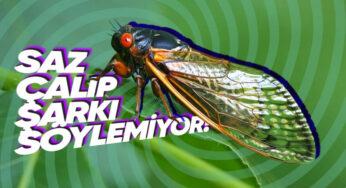 Şu Sıralar “Cıır Cıııır“ Öten Ağustos Böcekleri Neden Sadece Ağustos Ayında Ortaya Çıkıyor?