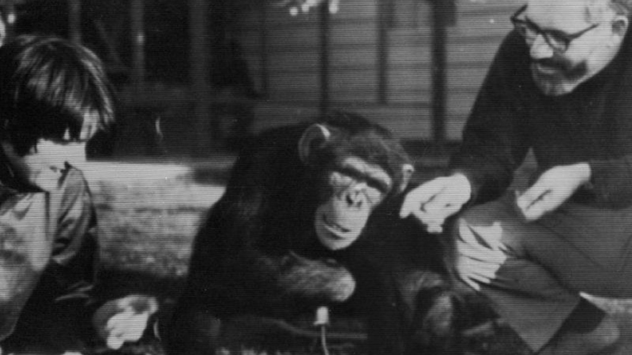 Şinasi Kaya: İşaret Dilini Öğrenen İlk Şempanzenin Sıra Dışı Hikâyesi: Başka Hayvanlara Da Öğretmiş! 1