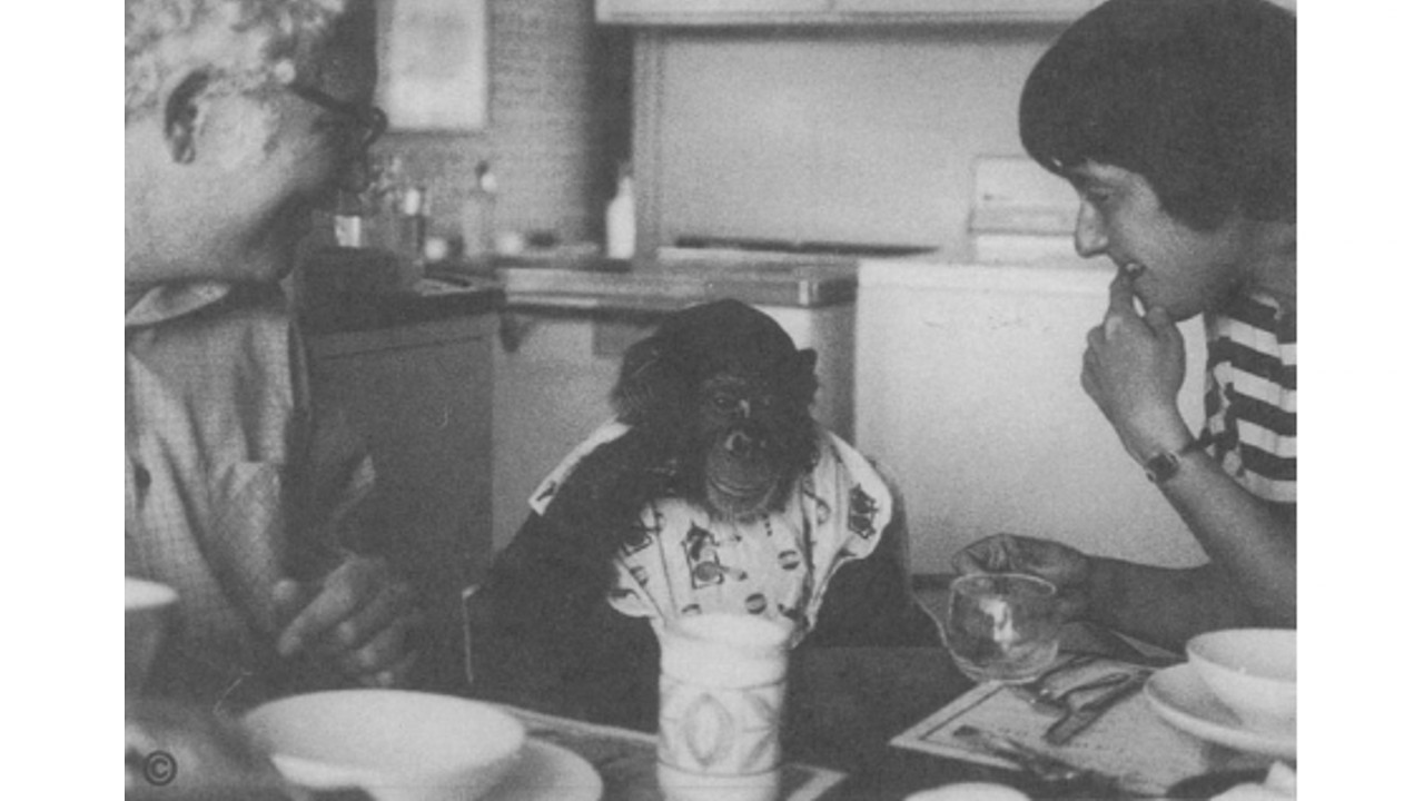 Şinasi Kaya: İşaret Dilini Öğrenen İlk Şempanzenin Sıra Dışı Hikâyesi: Başka Hayvanlara Da Öğretmiş! 5