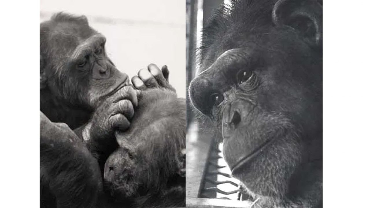 Şinasi Kaya: İşaret Dilini Öğrenen İlk Şempanzenin Sıra Dışı Hikâyesi: Başka Hayvanlara Da Öğretmiş! 7