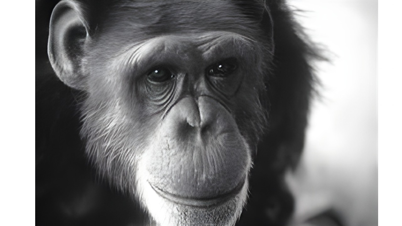 Şinasi Kaya: İşaret Dilini Öğrenen İlk Şempanzenin Sıra Dışı Hikâyesi: Başka Hayvanlara Da Öğretmiş! 9