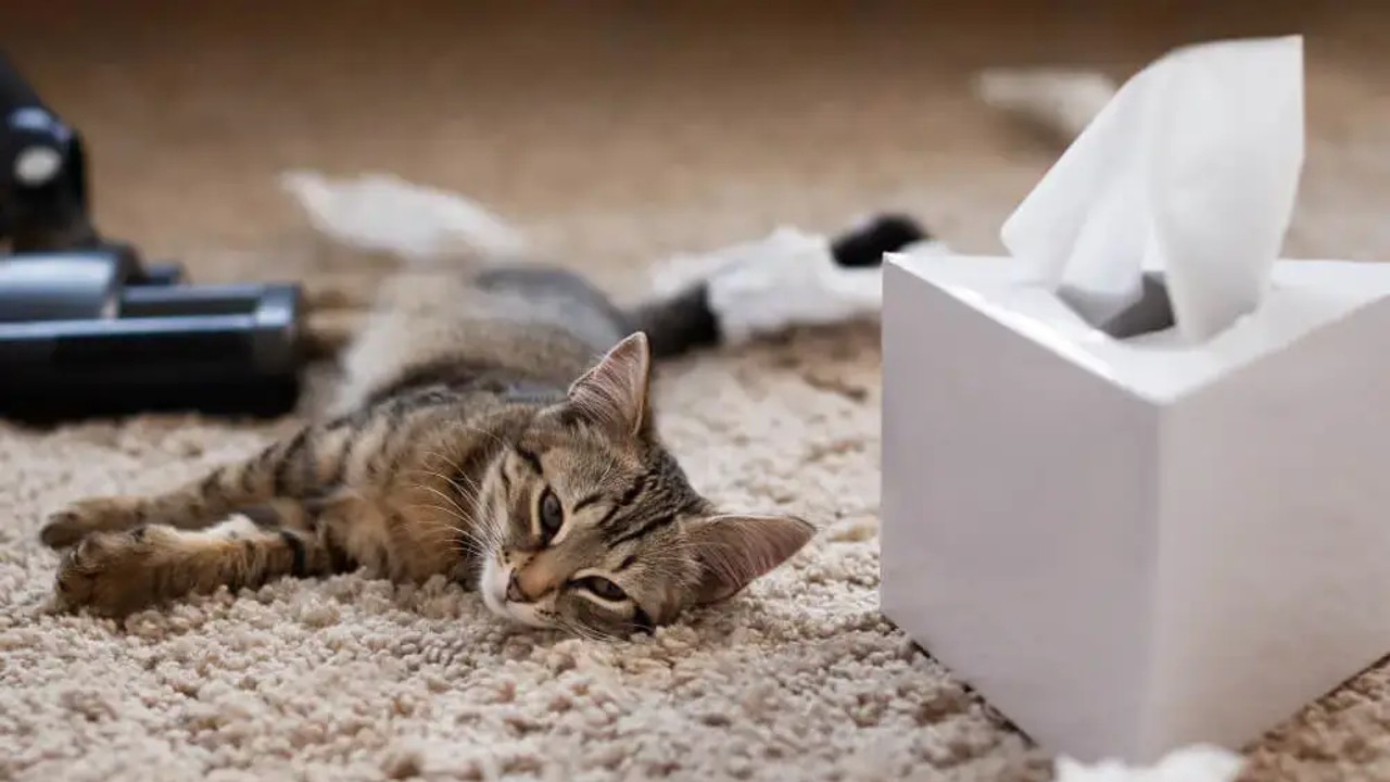 Ulaş Utku Bozdoğan: Kedi Sahipleri, Aman Dikkat! Son Zamanlarda Artan Ölümcül "FİP" Hastalığını Önlemek İçin Yapmanız Gerekenleri Anlattık 47