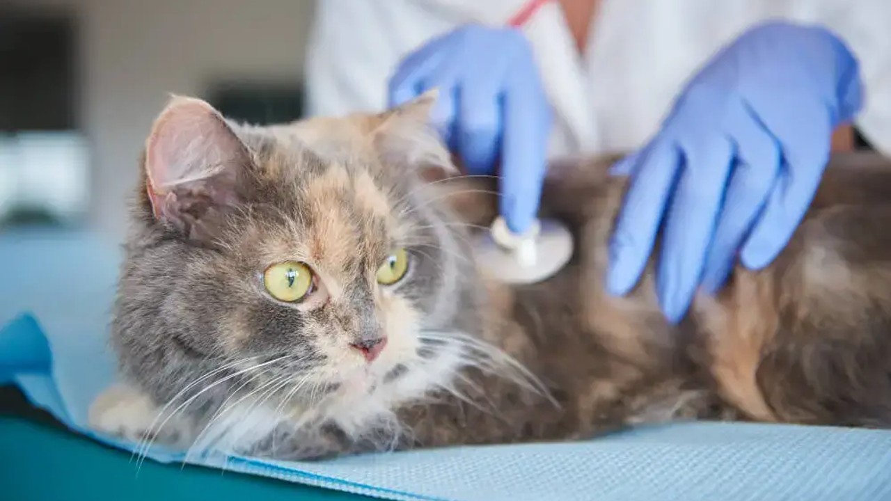 Şinasi Kaya: Kedi Sahipleri, Aman Dikkat! Son Zamanlarda Artan Ölümcül &Quot;Fi̇p&Quot; Hastalığını Önlemek İçin Yapmanız Gerekenleri Anlattık 3