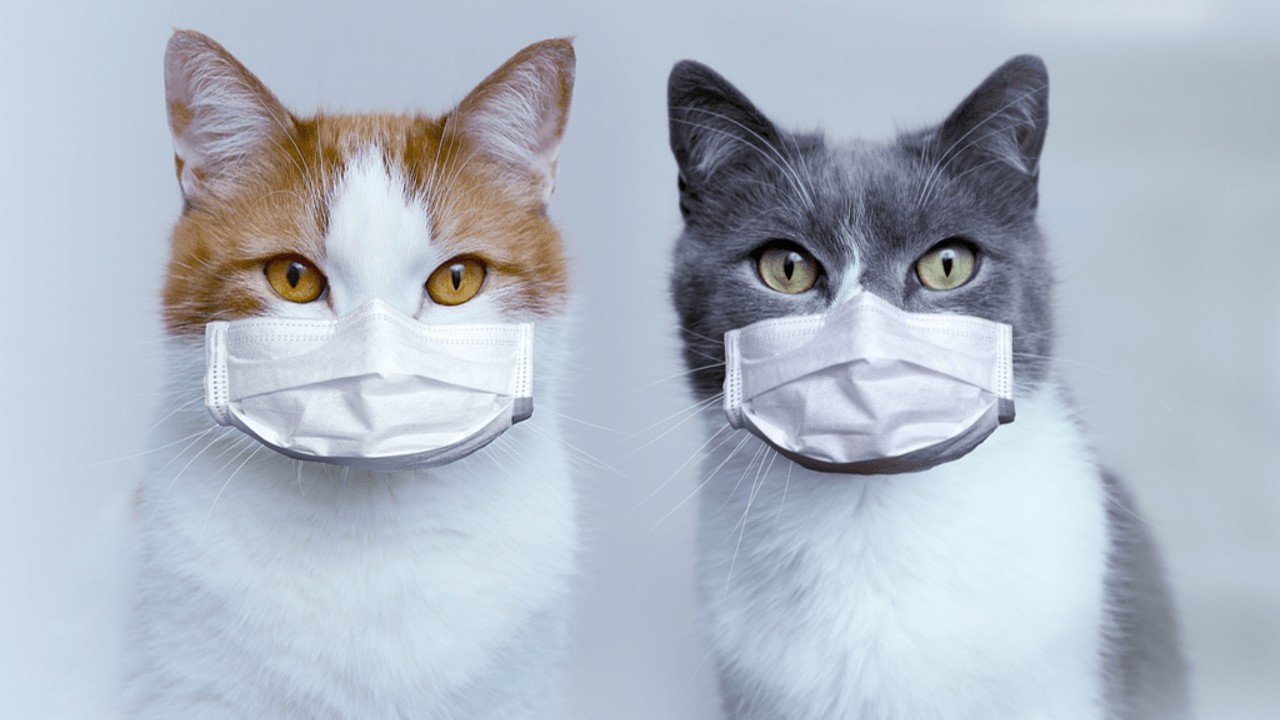 Şinasi Kaya: Kedi Sahipleri, Aman Dikkat! Son Zamanlarda Artan Ölümcül &Quot;Fi̇p&Quot; Hastalığını Önlemek İçin Yapmanız Gerekenleri Anlattık 5