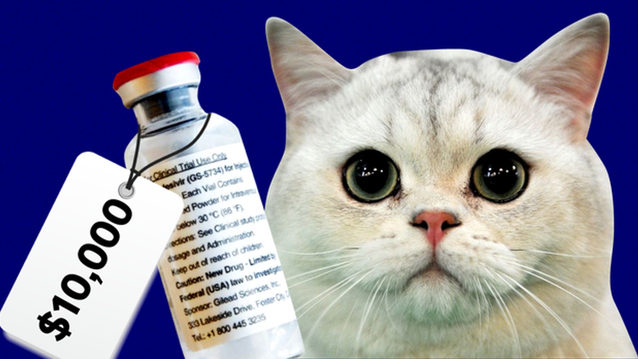 Şinasi Kaya: Kedi Sahipleri, Aman Dikkat! Son Zamanlarda Artan Ölümcül &Quot;Fi̇p&Quot; Hastalığını Önlemek İçin Yapmanız Gerekenleri Anlattık 7