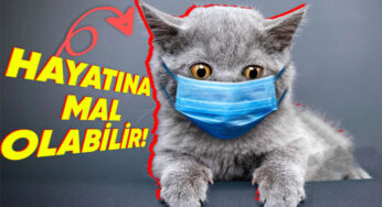 Kedi Sahipleri, Aman Dikkat! Son Zamanlarda Artan Ölümcül “FİP” Hastalığını Önlemek İçin Yapmanız Gerekenleri Anlattık