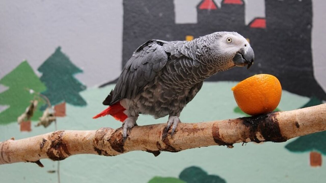 Ulaş Utku Bozdoğan: Tam Bir Taklit Ustası Olan Jako Papağanlarının Ne Kadar Zeki Olduğunu Kanıtlayan Özellikleri 3
