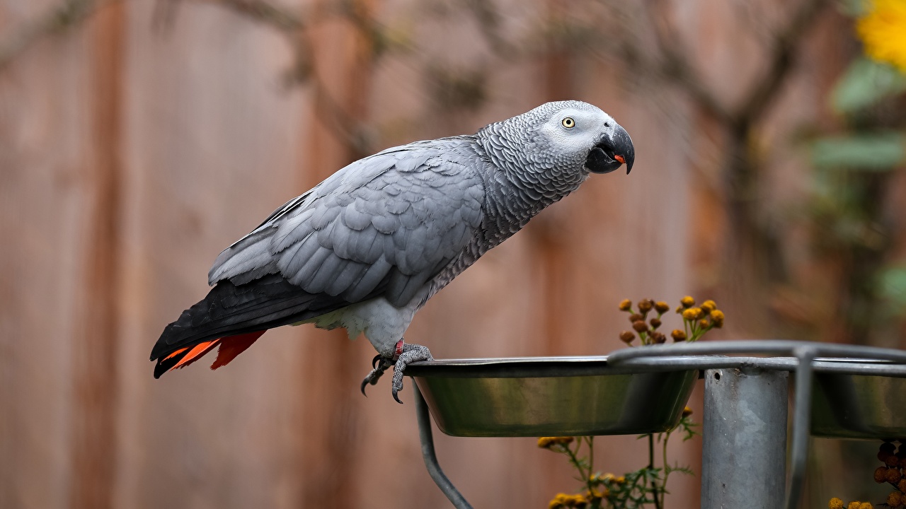 Ulaş Utku Bozdoğan: Tam Bir Taklit Ustası Olan Jako Papağanlarının Ne Kadar Zeki Olduğunu Kanıtlayan Özellikleri 5