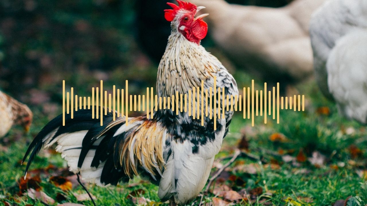 Şinasi Kaya: Japon Araştırmacılar, Tavuk Ve Horozların 'Gıdaklama' Sesini Tercüme Eden Bir Yapay Zekâ Modeli Geliştirdi 1