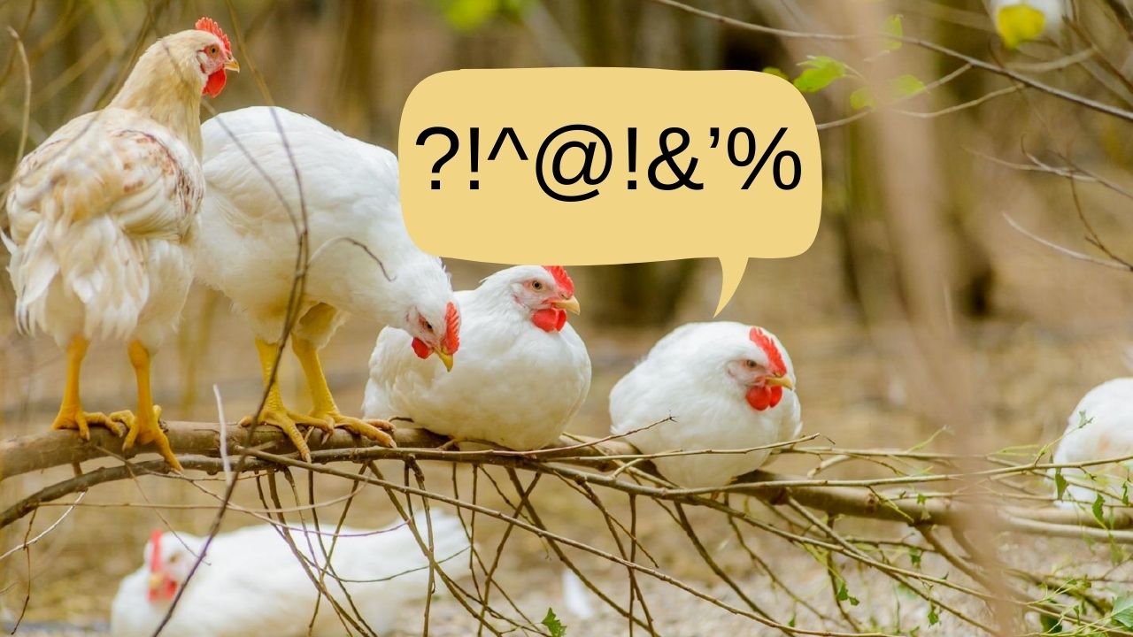 Şinasi Kaya: Japon Araştırmacılar, Tavuk Ve Horozların 'Gıdaklama' Sesini Tercüme Eden Bir Yapay Zekâ Modeli Geliştirdi 3