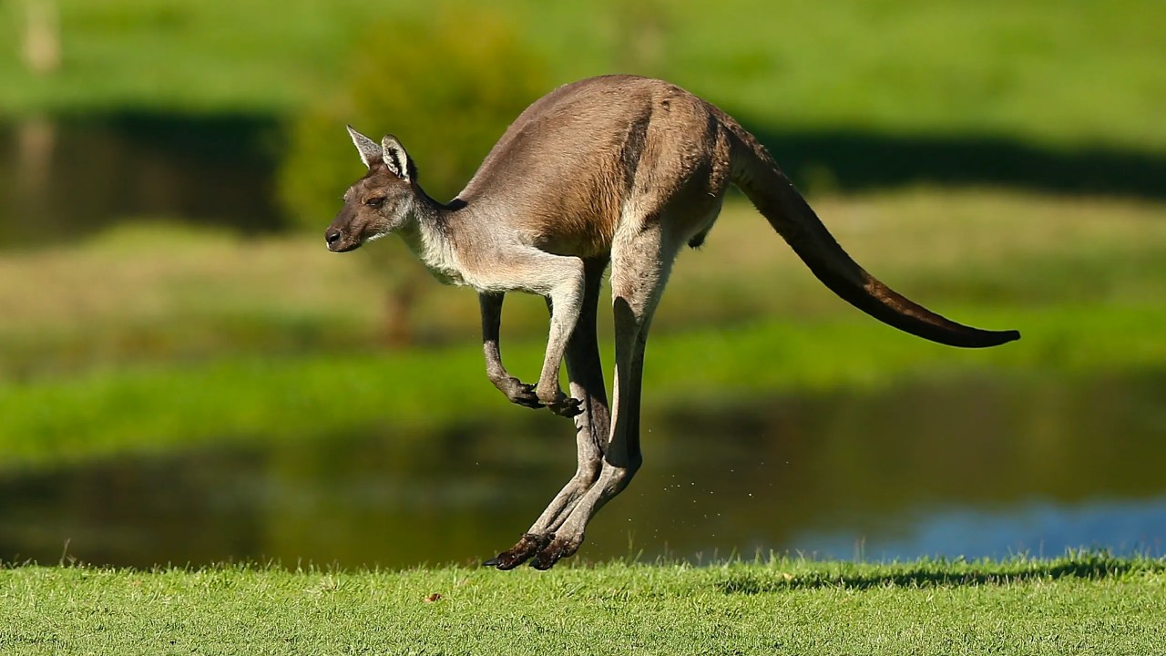 İnanç Can Çekmez: Bu Kangurunun Bir Köpeği Suda Boğmaya Çalışması, Onların Hangi Özelliğinden Kaynaklanıyor? 1