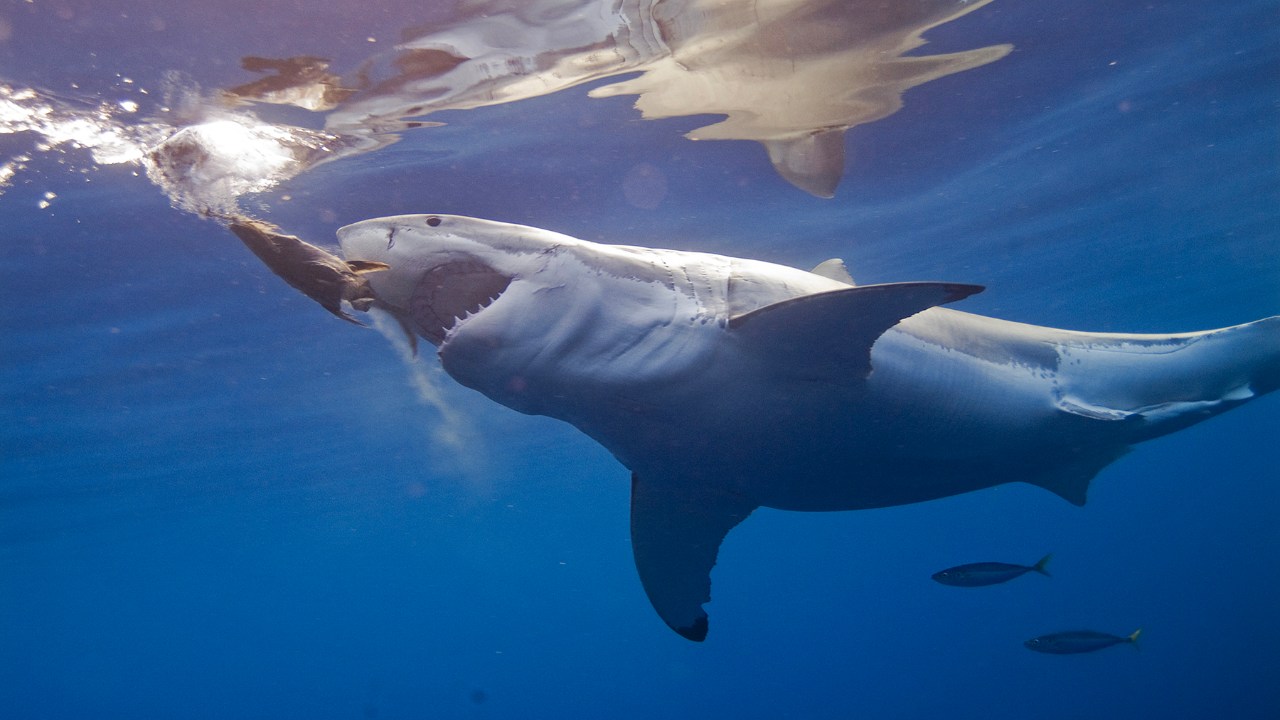Meral Erden: Dünyadaki Hiçbir Akvaryumda Neden Büyük Beyaz Köpek Balığı Bulunmaz? Cevap, Düşündüğünüz Gibi Değil! 5
