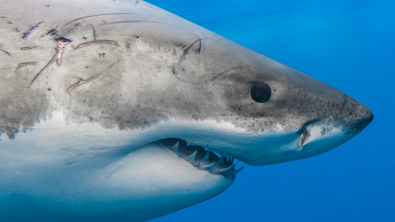 Meral Erden: Dünyadaki Hiçbir Akvaryumda Neden Büyük Beyaz Köpek Balığı Bulunmaz? Cevap, Düşündüğünüz Gibi Değil! 7