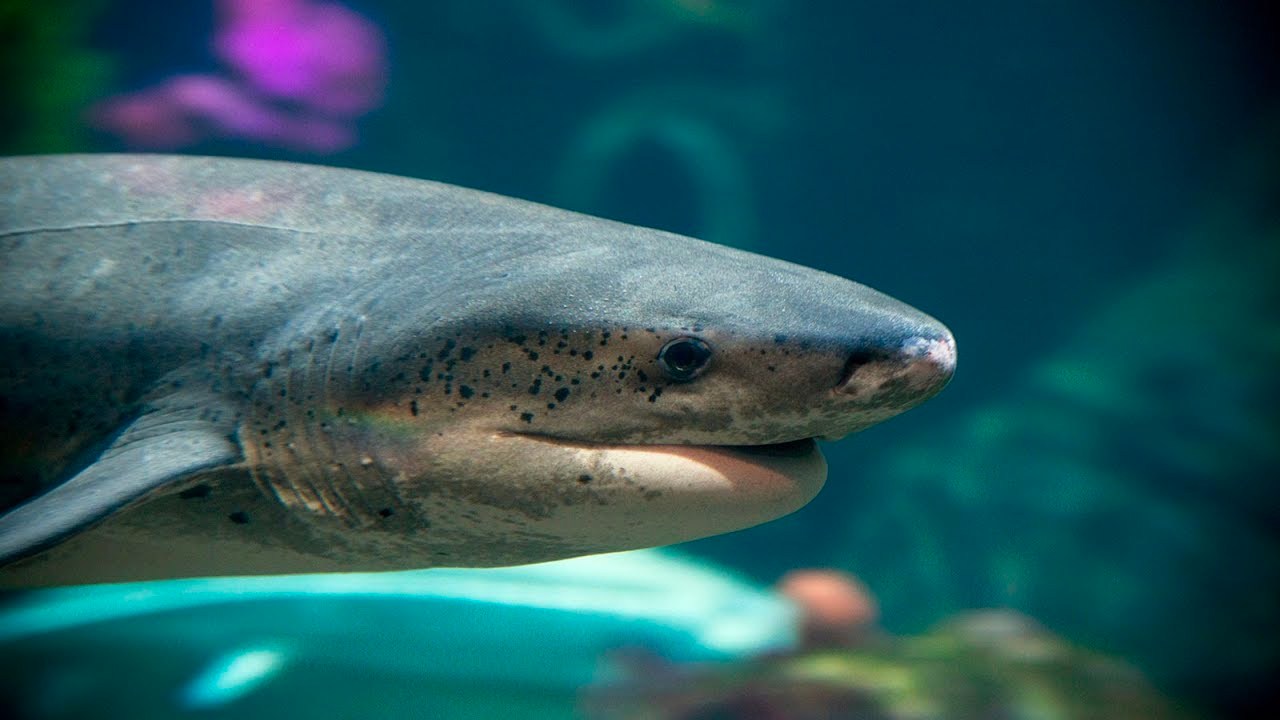 Meral Erden: Dünyadaki Hiçbir Akvaryumda Neden Büyük Beyaz Köpek Balığı Bulunmaz? Cevap, Düşündüğünüz Gibi Değil! 11
