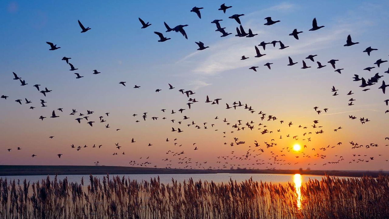 İnanç Can Çekmez: Her Yıl Aynı Dönemde Gökyüzünde Süzüldüğünü Gördüğümüz Kuş Sürüleri Ne Zaman Göç Edeceklerini Nasıl Biliyorlar? 31