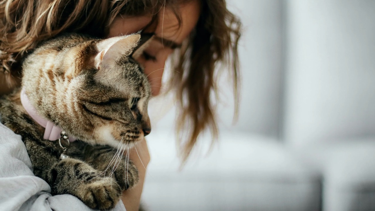 Meral Erden: Masum Bir Bakıştan Fazlası: Kediler ve Köpekler Üzgün Olduğumuzu Hissedip Bizi Teselli Etmeye Çalışabilir mi? 11
