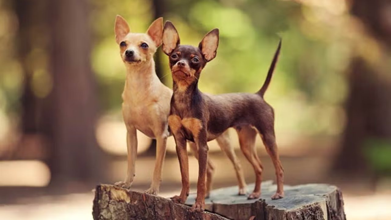 Dünyanın En Küçük Köpek Irkları