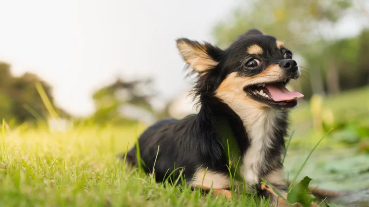 Dünyanın En Küçük Köpek Irkları