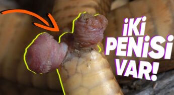 Yılanların İki Penisi: Hemipen Nedir?