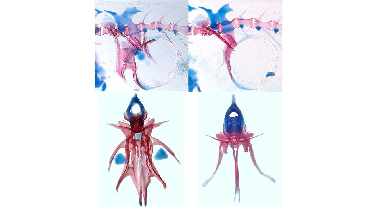 Danionella Cerebrum: 140 Desibel Ses Çıkaran Küçük Balık