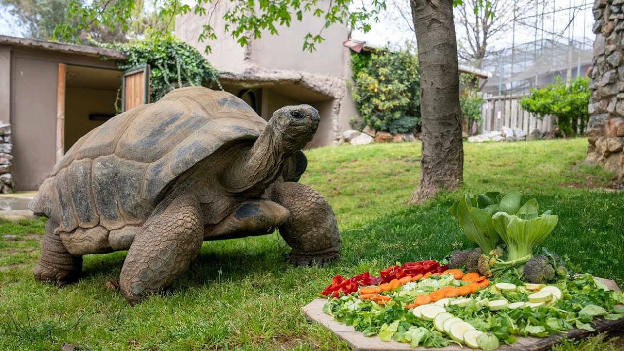 Dünyanın En Yaşlı Hayvanları