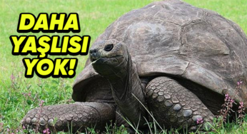 Dünyanın En Yaşlı Hayvanları