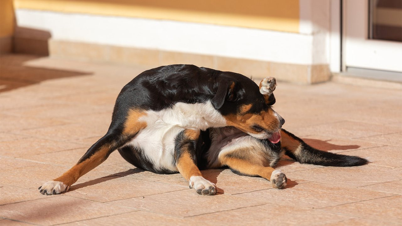 Köpeklerin Kendilerini Sürekli Yalamalarının Nedenleri