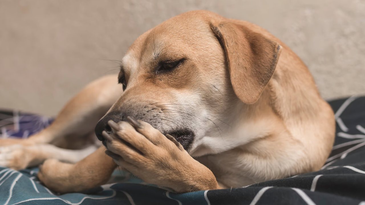 Köpeklerin Kendilerini Sürekli Yalamalarının Nedenleri