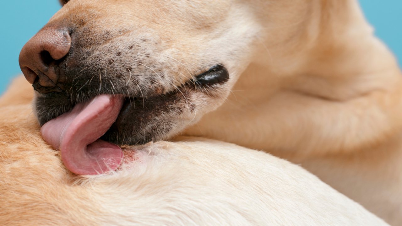 Köpeklerin Kendilerini Sürekli Yalamalarının Nedenleri