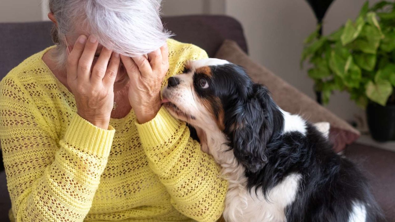 Köpeklerin Stresi Anlama Yeteneği