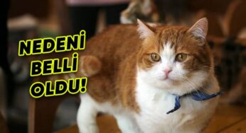 Turuncu Kedilerin Renginin Sırrı Çözüldü