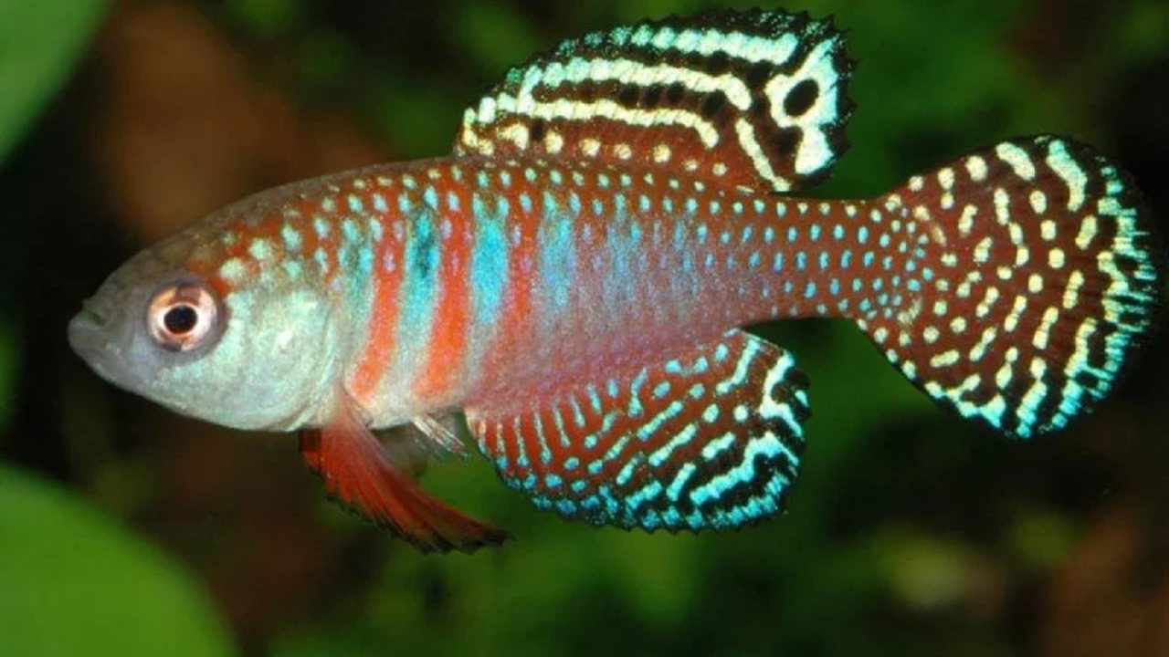 Killifish: Su Dışında Yaşam Savaşçıları