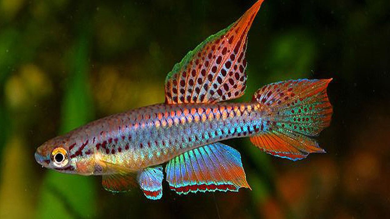 Killifish: Su Dışında Hayatta Kalma Yetenekleri