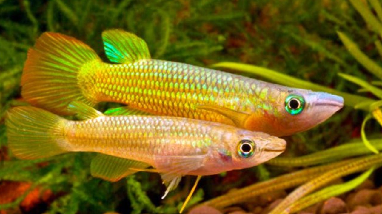 Killifish: Su Dışında Hayatta Kalma Yetenekleri