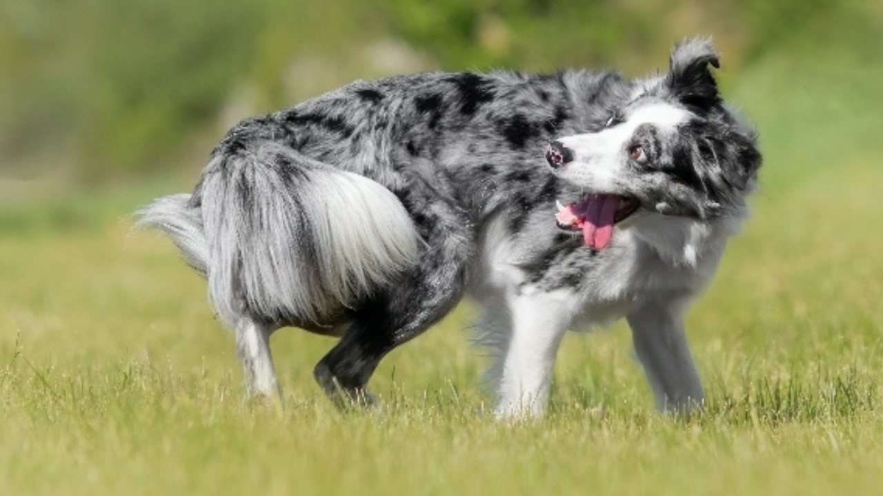 Köpeklerin Kuyruklarını Kovalama Davranışı