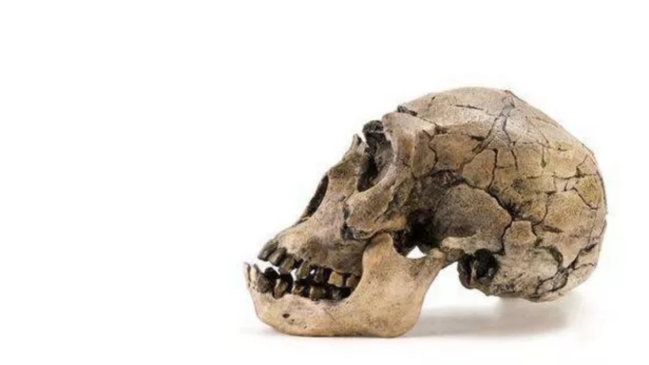 Yeni Bir İnsan Türü: Homo Juluensis