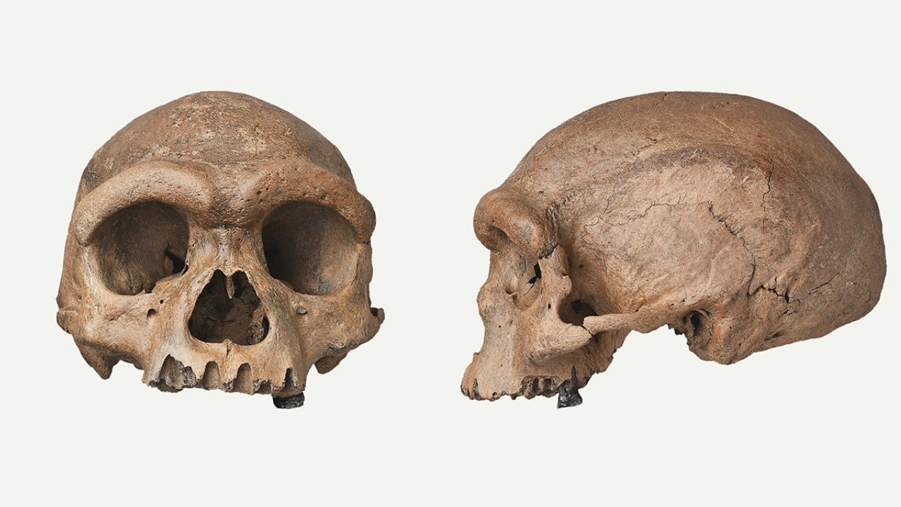 Yeni İnsan Türü: Homo Juluensis