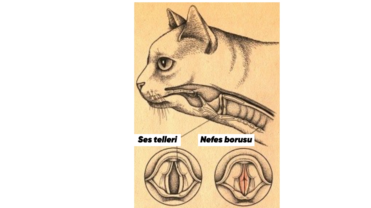 Kedilerin Mırlama Sesi: Nasıl Çıkarılır?