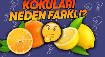 Meyvelerin Kendine Has Kokuları: Limon, Portakal ve Mandalina
