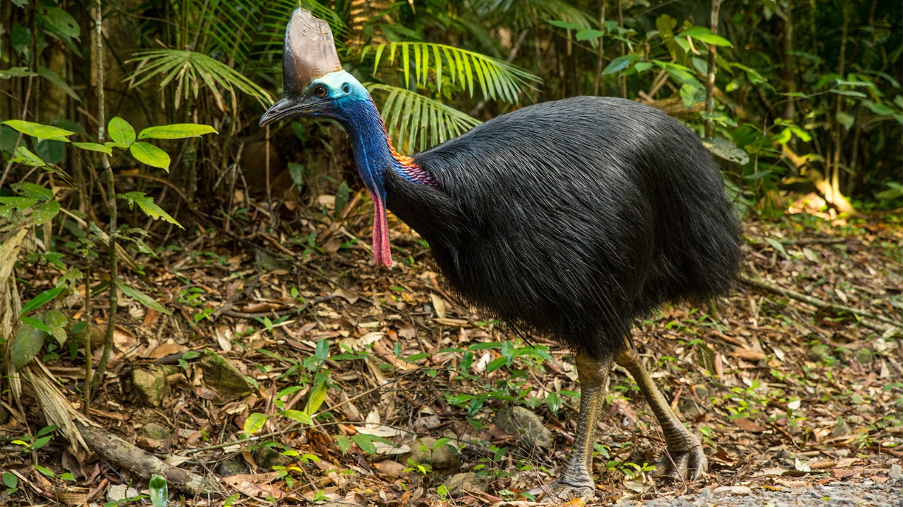 Cassowary Kuşları: Doğanın Hem Estetik Hem de Tehlikeli Yüzü