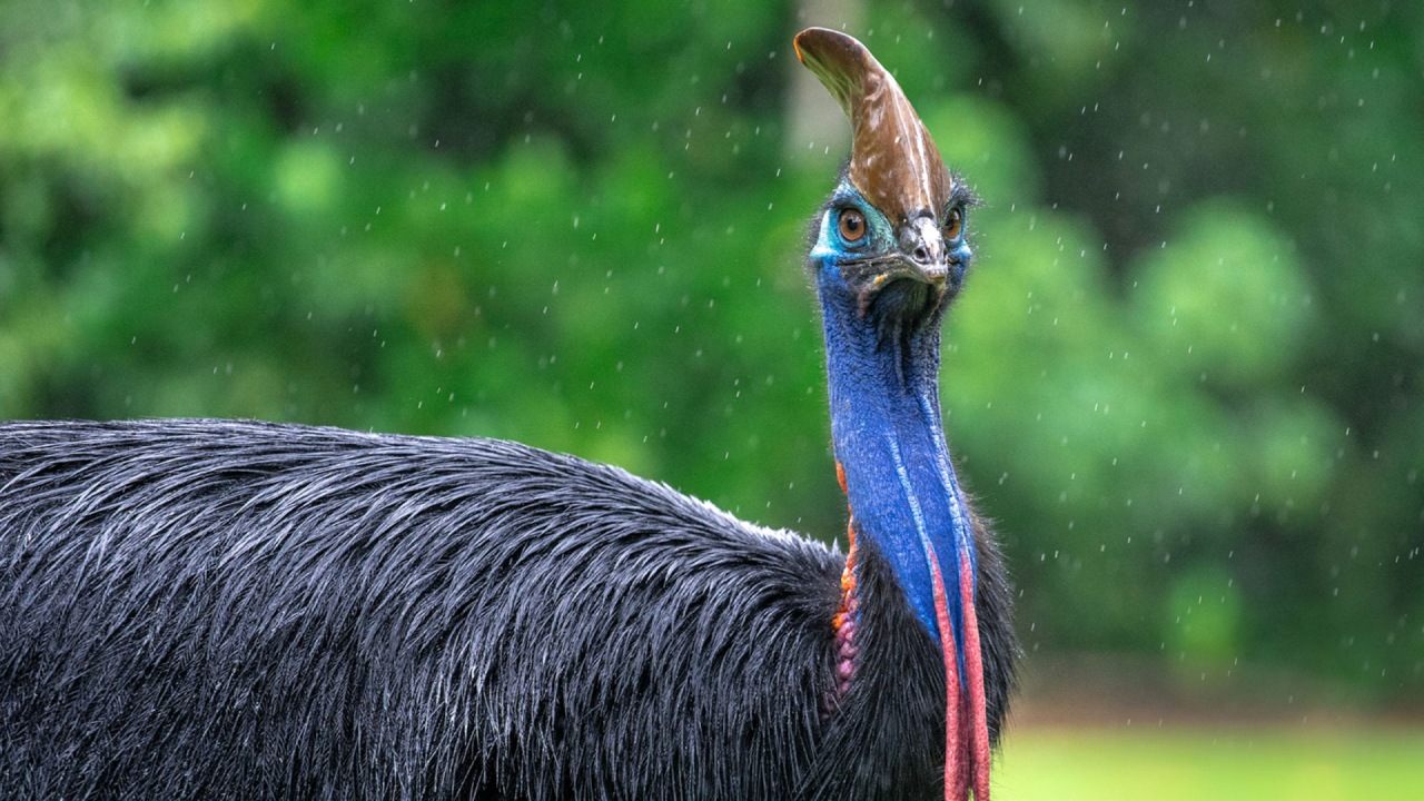 Cassowary Kuşları: Doğanın Hem Estetik Hem de Tehlikeli Yüzü