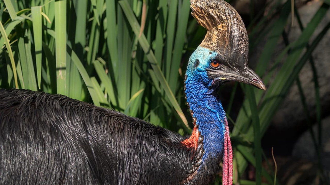 Cassowary Kuşları: Doğanın Hem Estetik Hem de Tehlikeli Yüzü