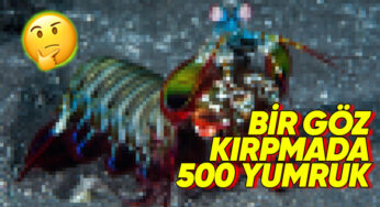 Mantis Karidesi: Doğanın En Güçlü Yumruğu