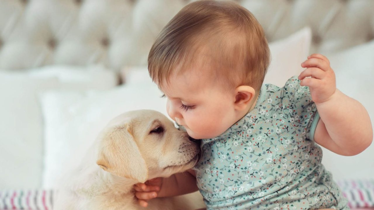 Hayvanların Zekası: Köpekler ve Kediler ile Bebeklerin Karşılaştırılması